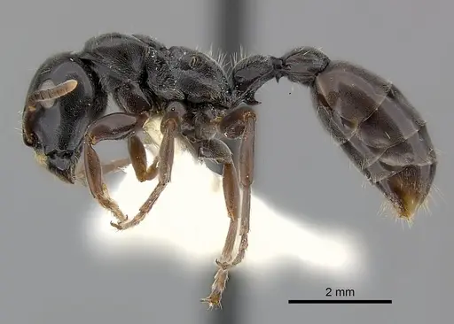 Tetraponera latifrons specimen