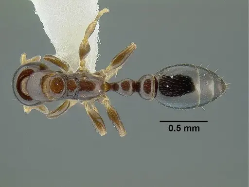Tetraponera liengmei specimen