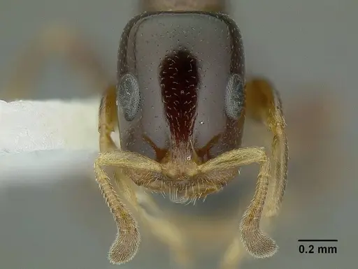 Tetraponera liengmei specimen