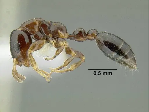 Tetraponera liengmei specimen