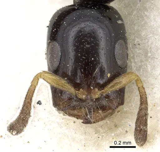Tetraponera liengmei - CASENT0902817