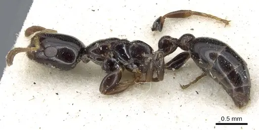 Tetraponera liengmei - CASENT0902817