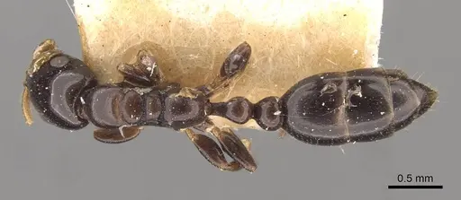 Tetraponera liengmei - CASENT0907472