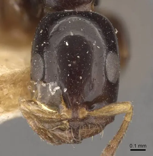 Tetraponera liengmei - CASENT0907472
