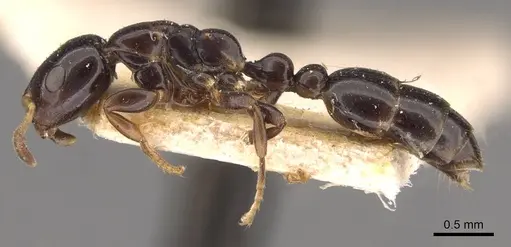 Tetraponera liengmei - CASENT0907472