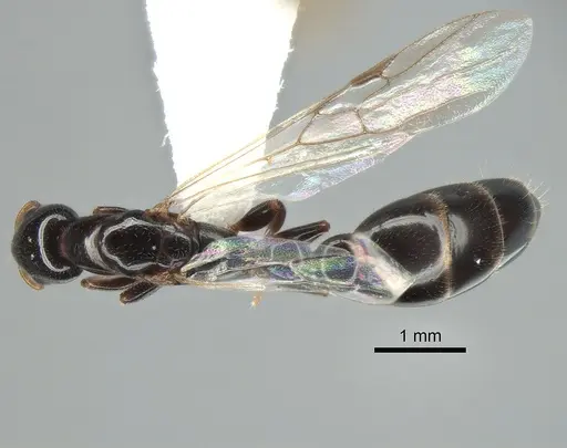 Tetraponera liengmei - MZLU-HYM00031388