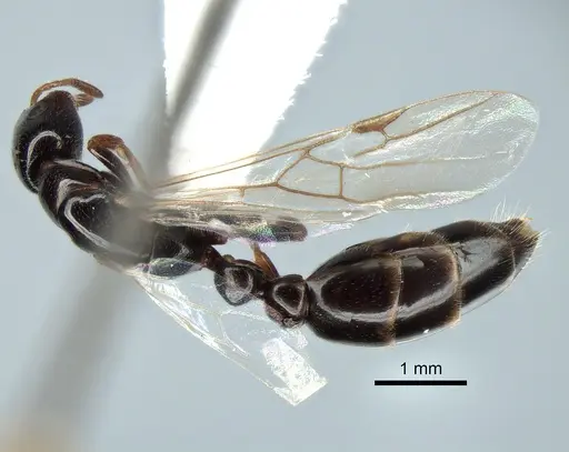 Tetraponera liengmei - MZLU-HYM00031388