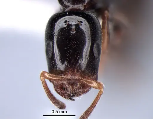 Tetraponera liengmei - MZLU-HYM00031388