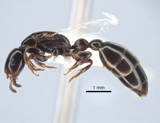 Tetraponera liengmei - MZLU-HYM00031388