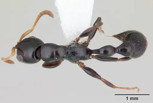 Tetraponera longula specimen