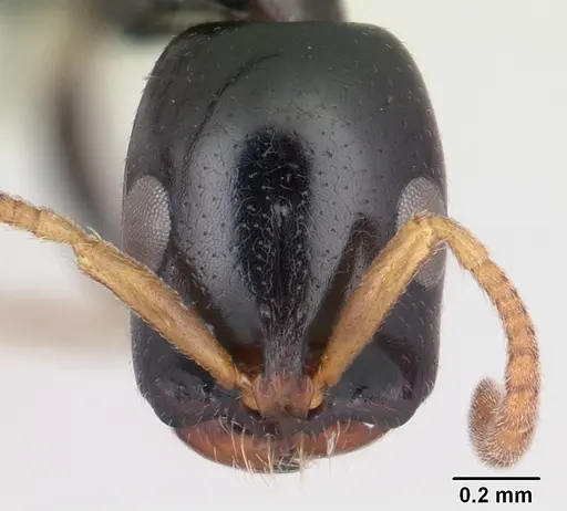 Tetraponera longula specimen