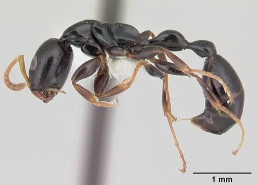 Tetraponera longula specimen