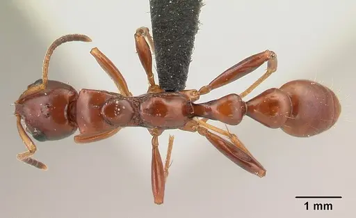 Tetraponera manangotra specimen