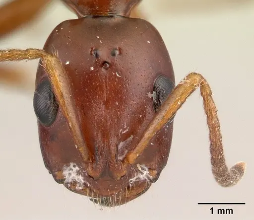 Tetraponera manangotra specimen