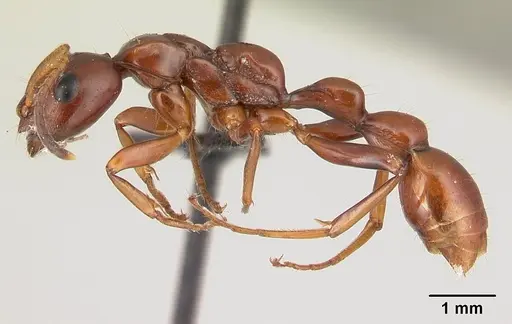 Tetraponera manangotra specimen