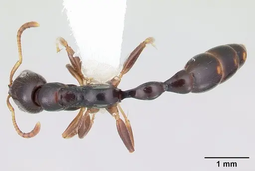 Tetraponera mandibularis specimen