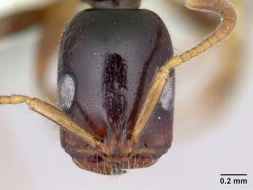 Tetraponera mandibularis specimen