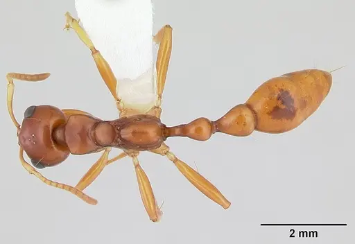 Tetraponera merita specimen