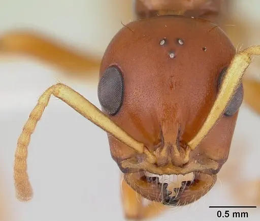 Tetraponera merita specimen