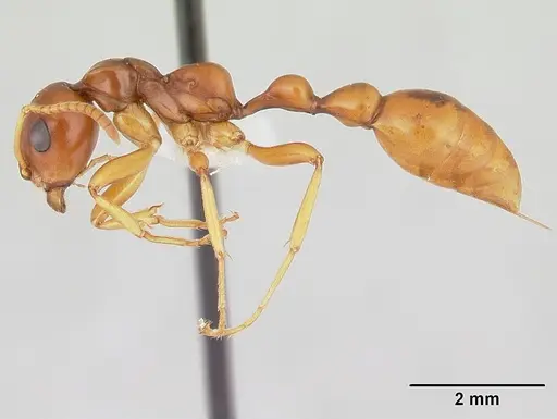 Tetraponera merita specimen
