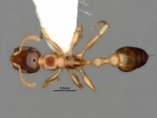 Tetraponera microcarpa specimen