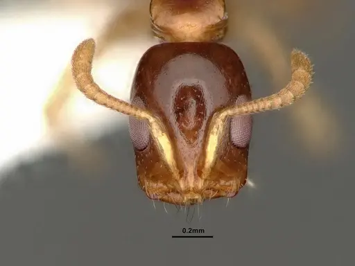 Tetraponera microcarpa specimen