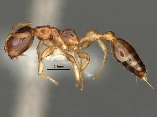 Tetraponera microcarpa specimen