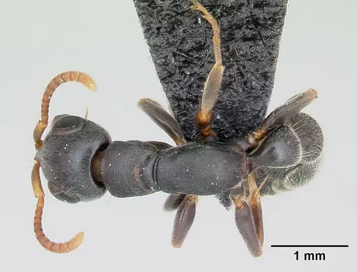 Tetraponera mocquerysi specimen