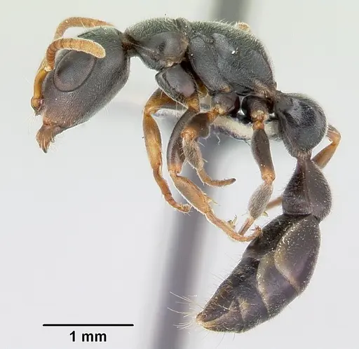 Tetraponera mocquerysi specimen