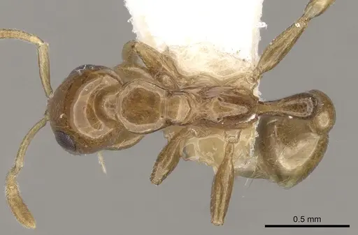 Tetraponera modesta specimen