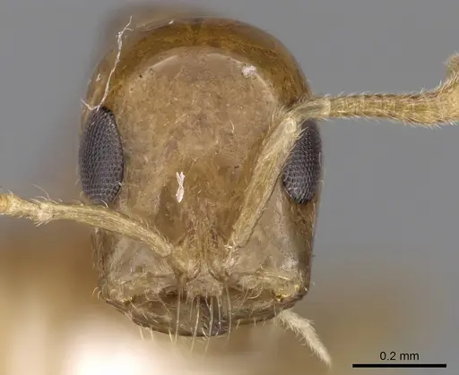 Tetraponera modesta specimen