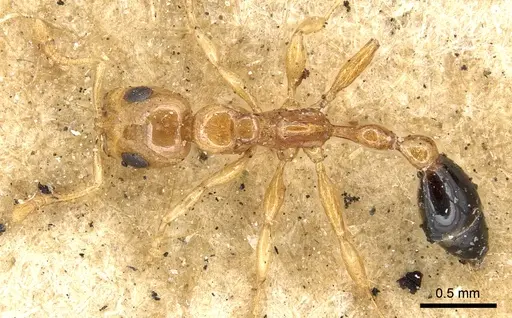 Tetraponera modesta - CASENT0901930