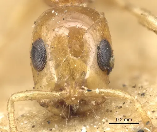 Tetraponera modesta - CASENT0901930