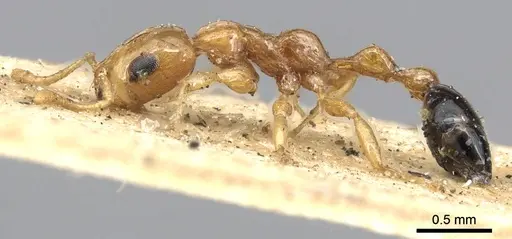 Tetraponera modesta - CASENT0901930