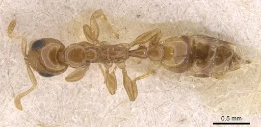 Tetraponera modesta - CASENT0907461