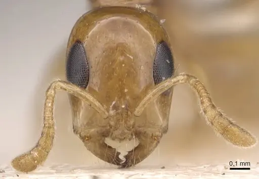 Tetraponera modesta - CASENT0907461