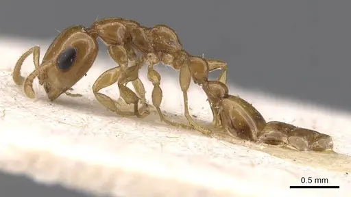 Tetraponera modesta - CASENT0907461