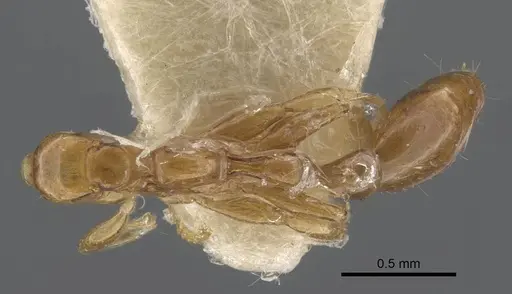 Tetraponera modesta - CASENT0917206