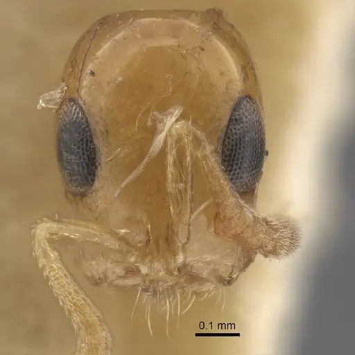 Tetraponera modesta - CASENT0917206