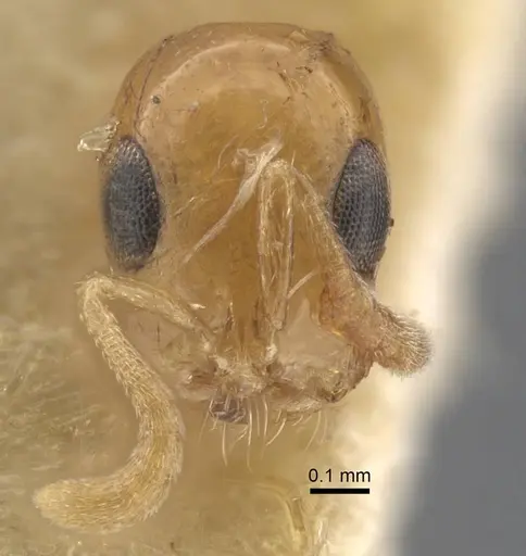 Tetraponera modesta - CASENT0917206