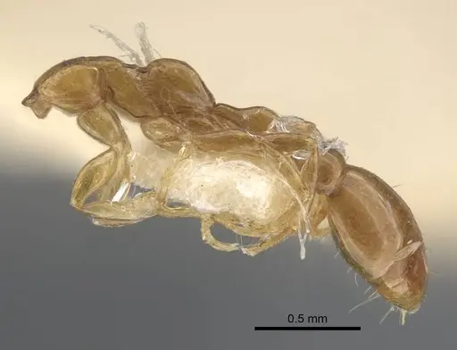 Tetraponera modesta - CASENT0917206