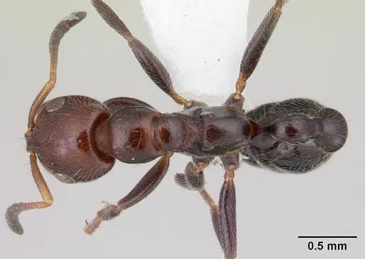 Tetraponera morondaviensis specimen