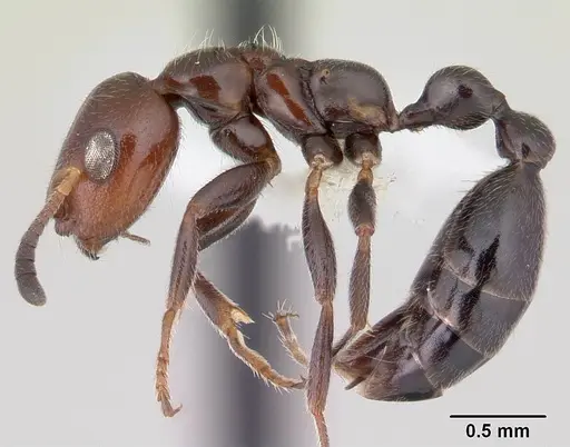 Tetraponera morondaviensis specimen