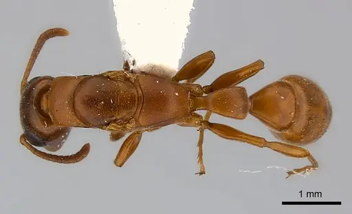 Tetraponera natalensis specimen