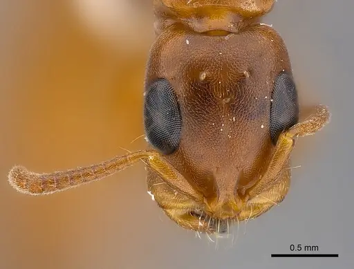 Tetraponera natalensis specimen