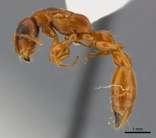 Tetraponera natalensis specimen