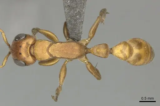 Tetraponera natalensis - CASENT0235819