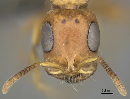 Tetraponera natalensis - CASENT0235819