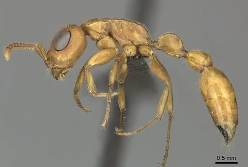 Tetraponera natalensis - CASENT0235819