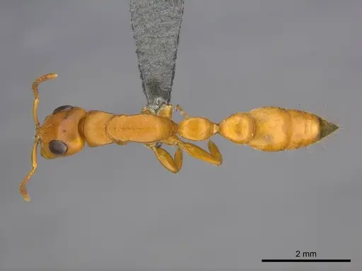 Tetraponera natalensis - CASENT0257309